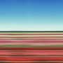 Tulip Fields XXX