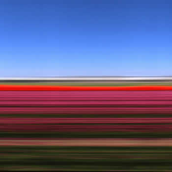 Tulip Fields Holland XIV, 2006