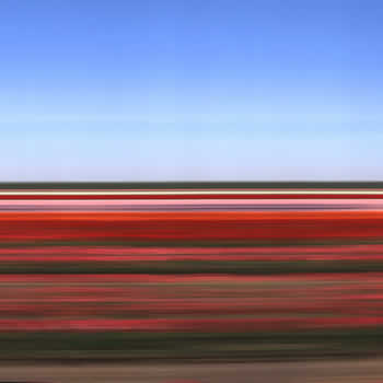 Tulip Fields Holland XV, 2006