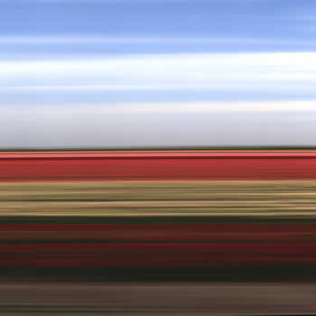 Tulip Fields Holland XX, 2006