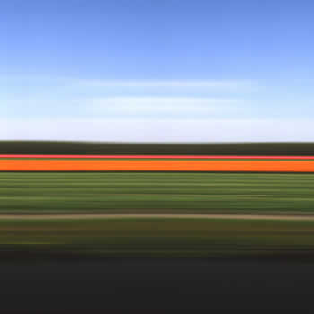 Tulip Fields Holland XXIII, 2006