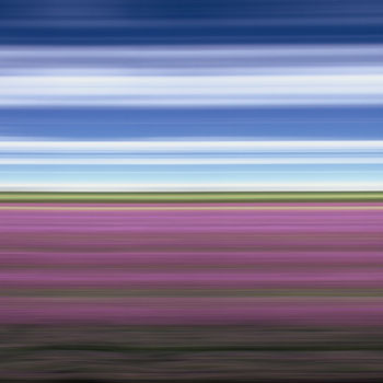 Lavender Field II
