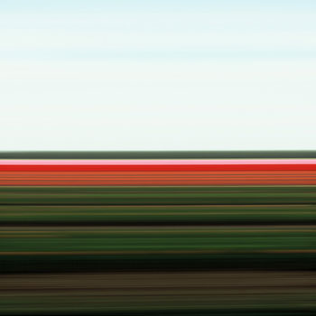 Tulip Fields VIII
