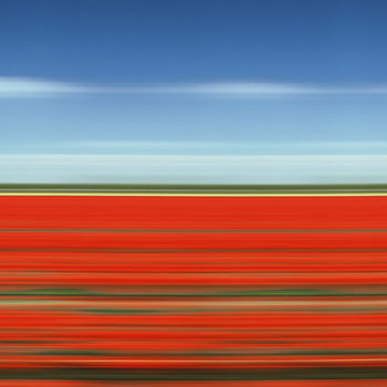 Tulip Fields XIII