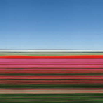 Tulip Fields XIV