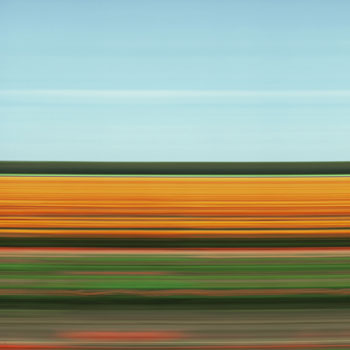 Tulip Fields IX