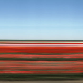 Tulip Fields XV